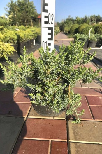 Можжевельник прибрежный Эмеральд Сиа | Ялівець береговий Емеральд Сіа | Juniperus conferta Emerald Sea